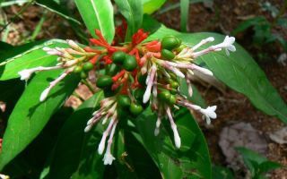 Rauwolfia: açıklama, kullanışlı özellikler, uygulama, tarifler