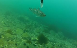 Γιατί είναι χρήσιμο το pollock;