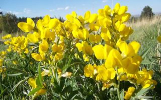 Термопсис: състав, инструкции за употреба на инфузията, рецепти