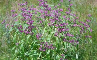 Zopnik tuberous (βότανο σιδηρομεταλλεύματος): φαρμακευτικές ιδιότητες, αντενδείξεις, χρήση για γυναίκες, φωτογραφία