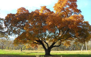 Maple: χρήσιμες ιδιότητες και αντενδείξεις