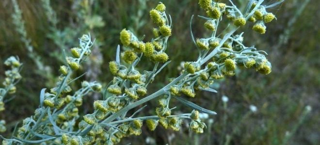 Wermut: vorteilhafte Eigenschaften und Verwendungen, wie man nimmt