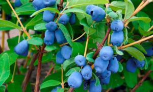 Орлови нокти: ползи и вреди за организма