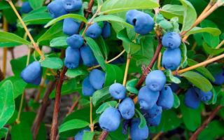 Орлови нокти: ползи и вреди за организма