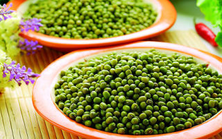 Maischegrütze: nützliche Eigenschaften und Kontraindikationen, Bewertungen