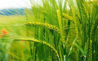 Γιατί η σίκαλη είναι χρήσιμη, ιδιότητες