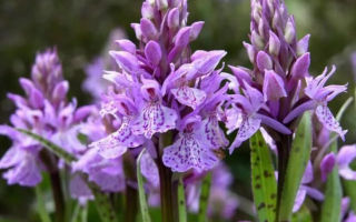 Orchis: applicazione nella medicina popolare, quanto è utile per uomini e donne, come bere, foto