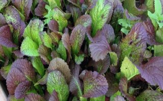 Горчичен лист: полезни свойства, отглеждане