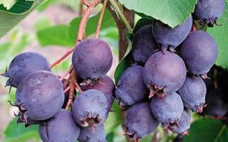 Irga: οφέλη και βλάβες στην υγεία