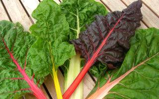 Mangold: χρήσιμες ιδιότητες και αντενδείξεις