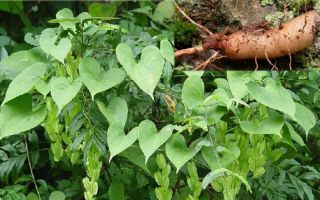 Див ямс: инструкции за употреба, противопоказания, странични ефекти