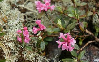 Sagan Daylya: proprietà benefiche per donne, uomini e bambini