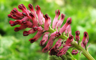 Φαρμακευτικές ιδιότητες του φαρμακείου καπνού και αντενδείξεις