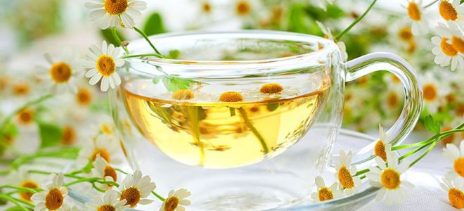 Чай от лайка: полезни свойства и противопоказания