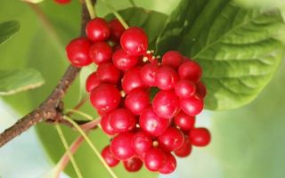 schisandra الصينية: خصائص مفيدة ، موانع ، صور ، تطبيق