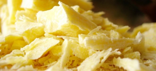 Какво е вредното палмово масло, снимки и рецензии