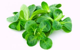 Hierba de maíz: propiedades útiles, posibles daños, revisiones.