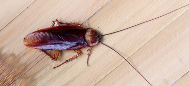 Как да изведем хлебарки от апартамент завинаги