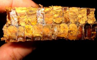 Perga: avantages et inconvénients, propriétés médicinales, application