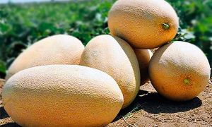 Как пъпешът е полезен за организма