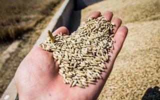 Γιατί είναι χρήσιμο το αλεύρι σίκαλης;