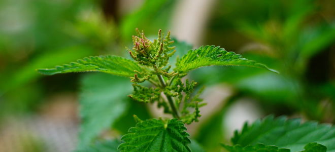 Brennnessel: nützliche Eigenschaften, Anwendung, Rezepte