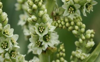 Chemeritsa: donde crece en Rusia, propiedades medicinales, fotos de hierbas.