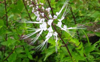 Бъбречен чай (ортосифон): полезни свойства и противопоказания