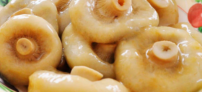 Ползите и вредите от млечните гъби за човешкия организъм