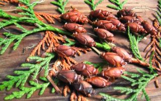 Thuja: nützliche Eigenschaften, Gebrauchsanweisung, Rezepte