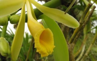 Composizione, benefici e rischi di vaniglia e vanillina per il corpo umano