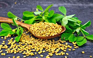 Useful properties of fenugreek tea (helba): composition, contraindications