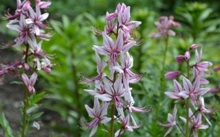 شجيرة مشتعلة (رماد): حيث تنمو في روسيا ، التطبيق