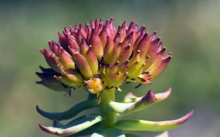 Rhodiola rosea: лечебни свойства за жени и мъже