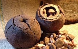 Бразилски орех: полезни свойства и противопоказания