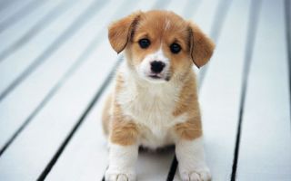 Vitamins for puppies: small, large and medium breeds