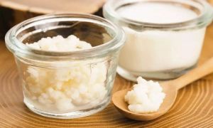 Млечна гъба: полезни свойства, противопоказания, как да се грижим и използваме