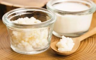 Млечна гъба: полезни свойства, противопоказания, как да се грижим и използваме