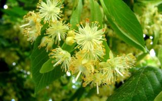 Tiglio: benefici e rischi, proprietà medicinali, aspetto, composizione e applicazione