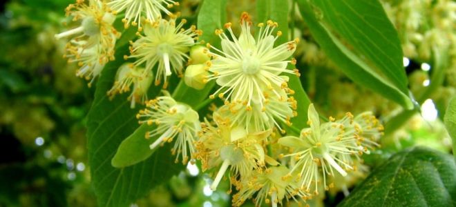 Linden: Nutzen und Schaden, medizinische Eigenschaften, Aussehen, Zusammensetzung und Anwendung