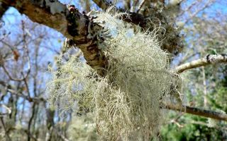 Usneya: полезни свойства и противопоказания, какво лекува, как да се направи, снимка