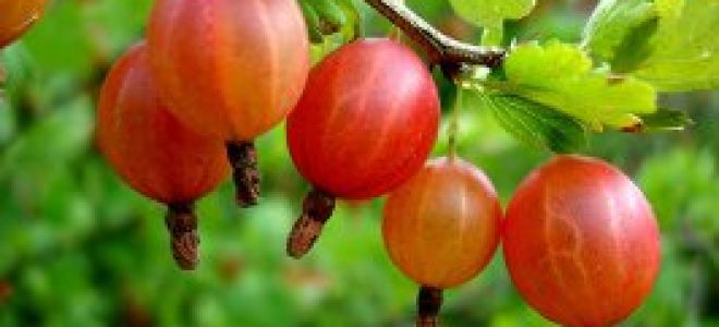 Царевица: полезни свойства и противопоказания