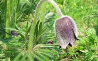 Οι θεραπευτικές ιδιότητες του ύπνου-χόρτου (λιβάδι λιβάδι) και αντενδείξεις