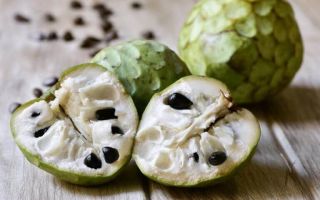 Cherimoya: foto di frutta, gusto, contenuto calorico, recensioni