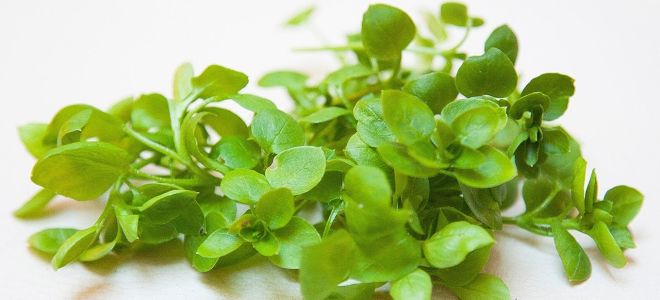 Woodlice Kraut: medizinische Eigenschaften, Kontraindikationen, von denen die Pflanze hilft, Foto