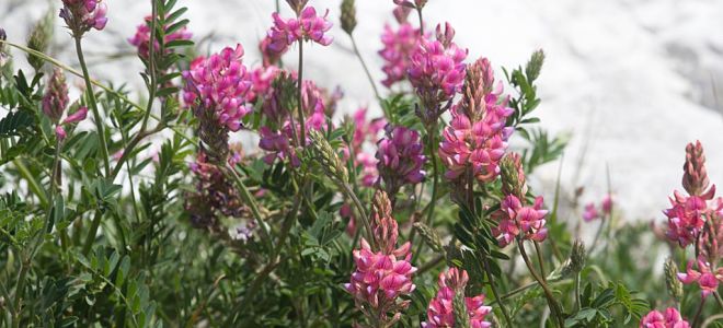 Esparcet: Beschreibung und Foto der Pflanze, medizinische Eigenschaften, Kontraindikationen