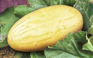 Какво е полезно торпедно пъпеш за тялото