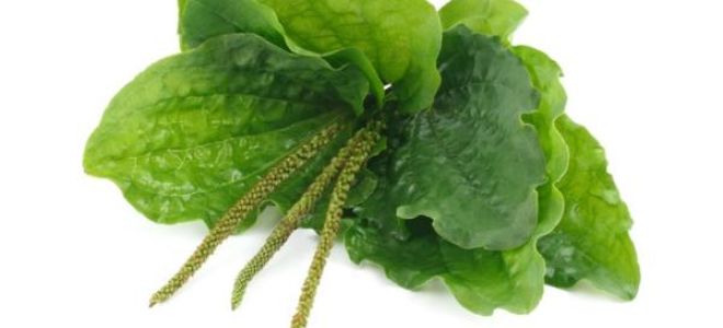 Ползите и вредите от живовляк