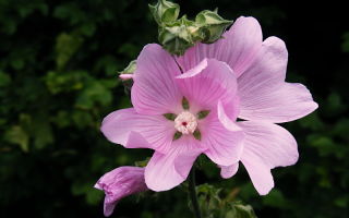 Le proprietà curative del borgo della Turingia (Turingia) e controindicazioni