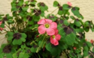 Полезни свойства на киселия киселец (гора) и рожков